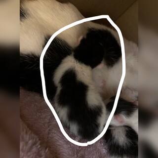 産まれたばかりの仔猫 （3週齢〜）