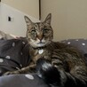 17歳7ヶ月。何度も覚悟した日があったけど、また復活。元気にご飯食べてます