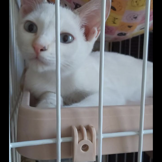 白とベージュの女の子