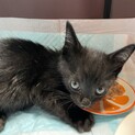 子猫の野良くん