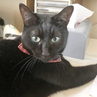 こむぎ★おめめぱっちり♀6歳