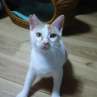 人が大好きで甘えん坊な　ちくわ