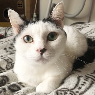 ふじ子★あまえんぼ♀もうすぐ3歳