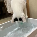 大人しい癒し系遊ぶのも触られるのも大好きまろちゃん