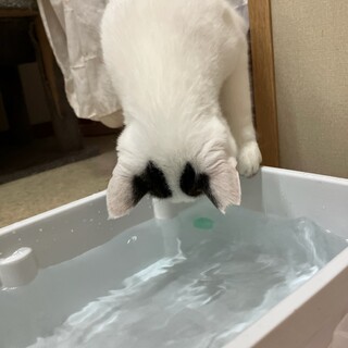 大人しい癒し系遊ぶのも触られるのも大好きまろちゃん