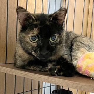 人懐っこく甘えん坊な女の子　いくらちゃん　推定2歳