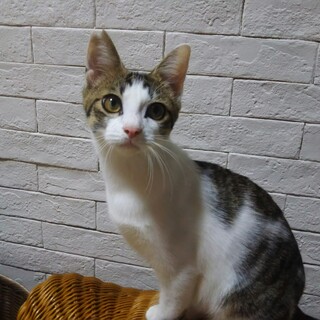 甘えん坊で人間ストーカー　デン