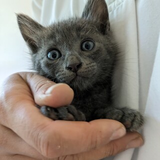 ❀グレーの子猫3兄弟❀