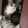 元野良猫の姉弟です