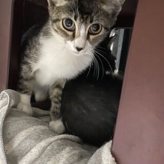 元野良猫の姉弟です