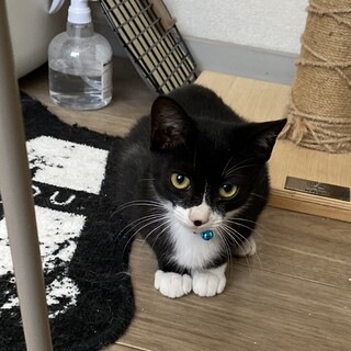 元野良猫の姉弟です