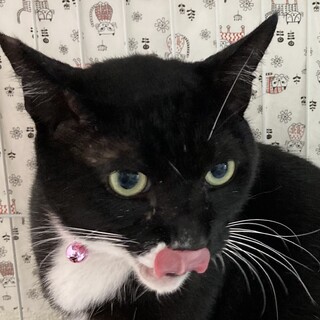 とっても甘えたなシロタビの黒猫☆バロン君❣️