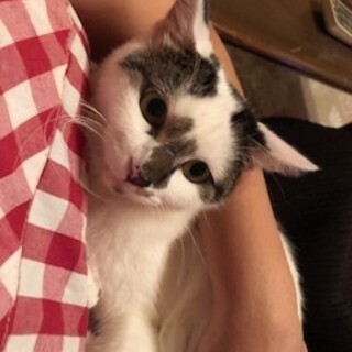 人馴れ抜群で甘えん坊の可愛い珠ちゃん！