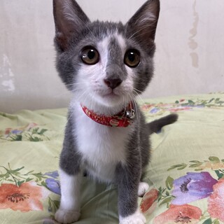 コアラ似お目目パッチリ可愛いグレー白♪コアラくん