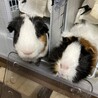 つむちょさん