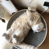 レオトラミロク