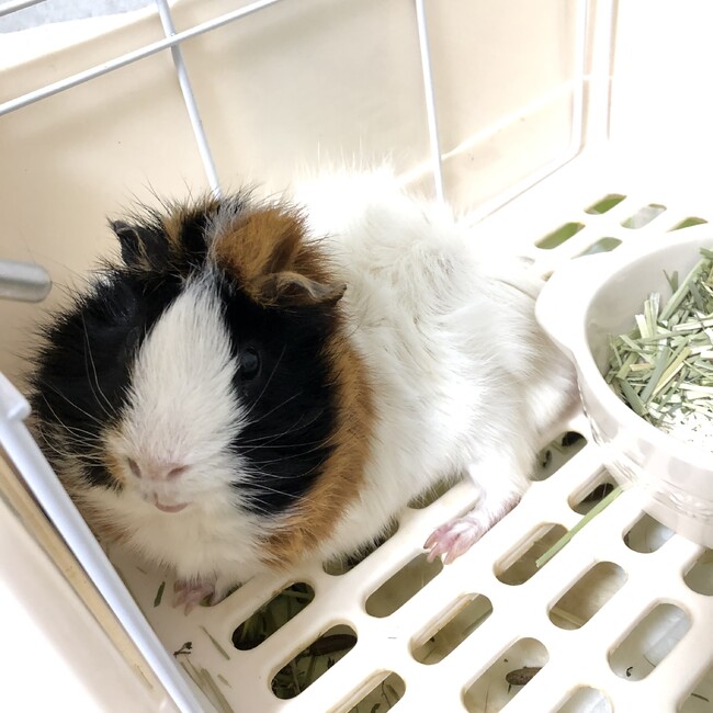 つむちょのカバー写真