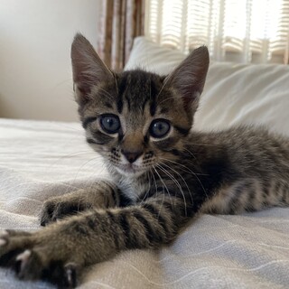 大きなおめめの元気なあおくん☆生後2ヶ月