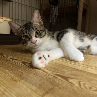 元気なメープル君@4ヶ月　9/16譲渡会に参加！