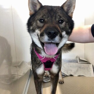 穏やかで優しい性格、人が大好きな【シドくん】