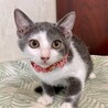 しとやかで可愛らしいグレー白♪　デビーちゃん サムネイル4