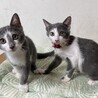 しとやかで可愛らしいグレー白♪　デビーちゃん サムネイル6