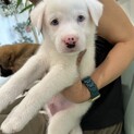 ブルーアイが可愛い子犬のたいくん