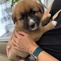 もふもふでちょっと短足なうにくん
