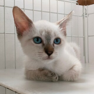 やんちゃなミロくん