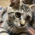 すこしおっとり。子猫三兄弟の男の子