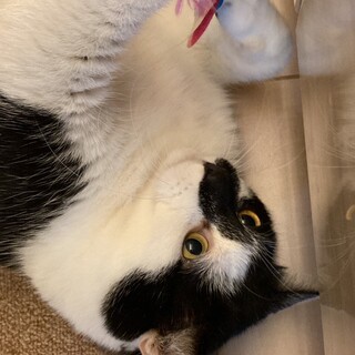 優しいボス猫 福太くん