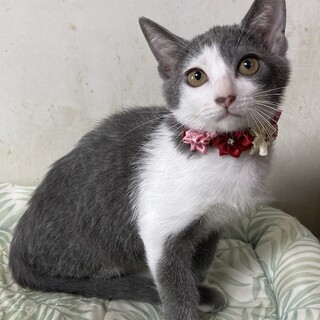 しとやかで可愛らしいグレー白♪　デビーちゃん