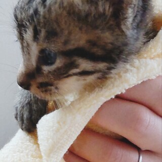 生後1ヶ月の子猫です