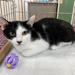 名古屋市緑区猫の譲渡会