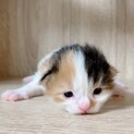 ご応募ありがとうございました