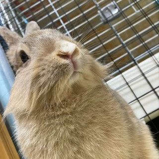 師走っこ　元気いっぱいのむぎちゃん　