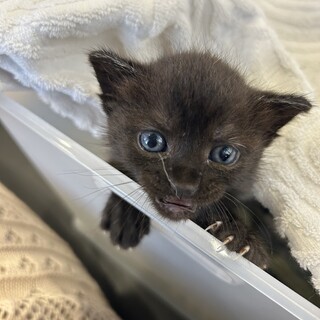 ･:*沖縄県･:*黒猫ちゃん飼い主募集･:*