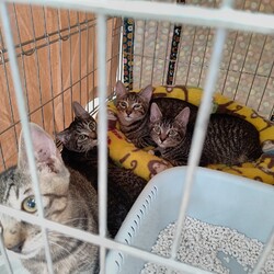 保護ニャンコの譲渡会ｂｙ静岡市清水区 サムネイル3