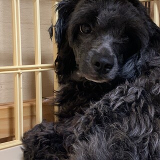 真っ黒な体と綺麗な瞳の女の子