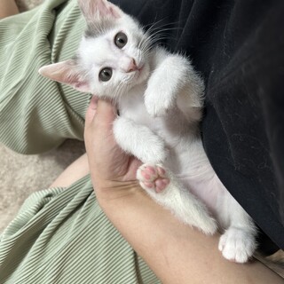 素敵な家族ができました♡しらたきちゃん