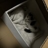 猫猫猫　ママ さん