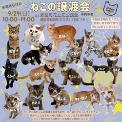ねこの譲渡会 サムネイル1