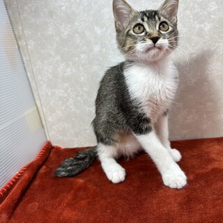 ミルクの兄マル❗️3匹は何時も一緒❗️大の仲良し