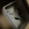 ハチワレの可愛い子猫です