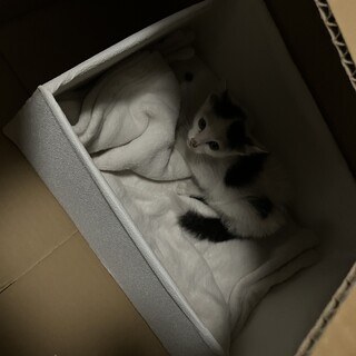 ハチワレの可愛い子猫です