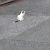 ハチワレの可愛い子猫です サムネイル2