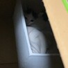 ハチワレの可愛い子猫です サムネイル3