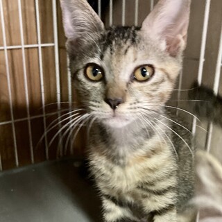 新しいお家探してます。サツキ3ヶ月半