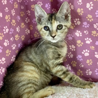 新しい家族探してます。メイ3ヶ月半