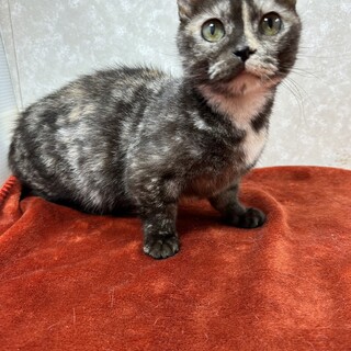 サビもいいかもと思わせる！正統派サビ猫❤わさび